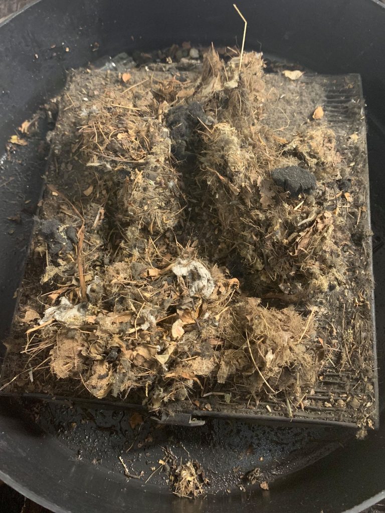 Toyota Forester air filter clogged with significant debris