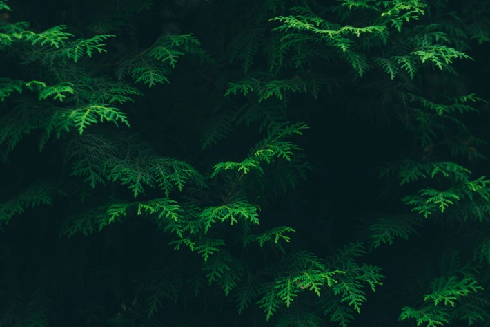 Green pine tree branches
